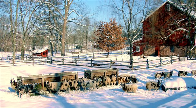 Lambs and hotsell ivy meadow